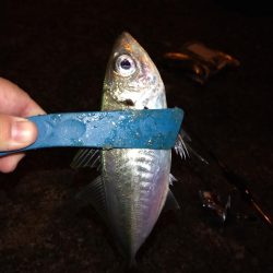 常夜灯下で爆釣